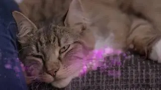 Pr&eacute;sentation CatComfort de Beaphar