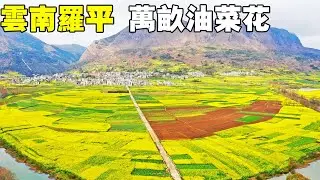 路過云南羅平看看萬畝油菜花，占地80万亩，太壯觀了