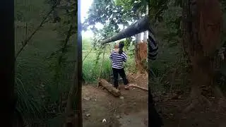 mag gugulay kami ng puso ng saging.