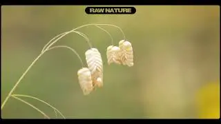 🦗🌳Caelifera Orthoptera/Ensifera  | Grasshoppers  #wildanimal #wildlife #insects #insectshorts