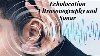 Echolocation Ultrasonography and sonar | Biology for engineers | 21BE45