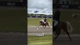 Почему исландские лошади бегают так по-другому 😲