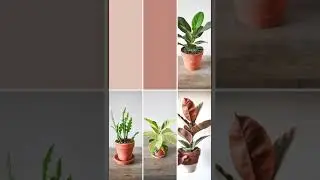 June Plant Picks
