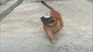 Dog Balancing A Cup Of Water While Walking