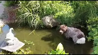 Lagotto Romagnolo of Italiaanse waterhond bij een Klant - Woefkesranch