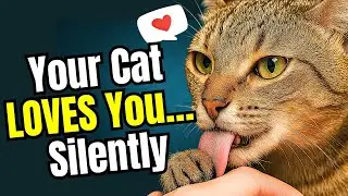 11 Silent Signs Your Cat Loves You Deeply (Most Owners Miss #7)