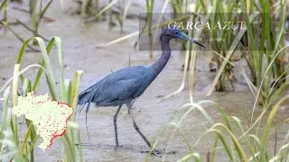 Gar&ccedil;a Azul (Egretta caerulea)