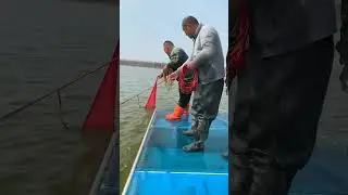 fish catching video in pond #fishing #net #fishcutting