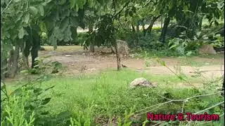 Pheasants Beautiful Margalla Hills | Islamabad Pakistan
