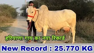 Live Final Milking 🔴 Haryana Breed Cow. Manjeet Malik, Village - Bhainswal Kalan, Sonipat