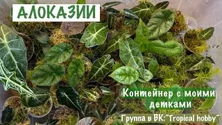 Old video. Review of Alocasia babies.