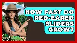 How Fast Do Red-eared Sliders Grow? - Reptilian Wonders