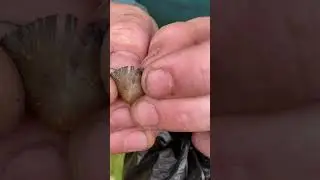 Liberty cap identification.