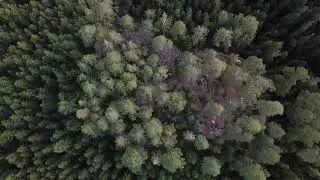 Green Screen Background drone view of a forest filmed straight from above/Chroma Key Backgrounds