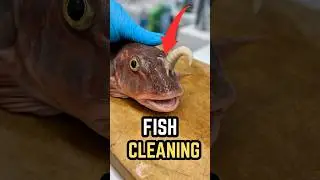 Mastering Tsumoto shiki, Japan&rsquo;s Unique Fish-Cleaning Technique