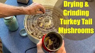 Drying & Grinding Turkey Tail Mushrooms