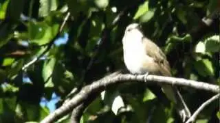 MUSCAR SUR ,Muscicapa striata , Flycatcher