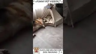 Dog And Cat Love Triangle !! Funny Pet Videos !! #Shorts