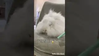 Grooming my friend's bunny 🦁 🐰