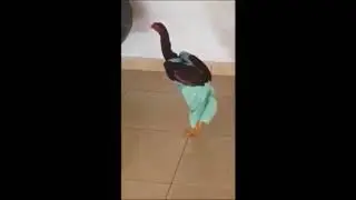 Parampara Prathista aur Anusashan Funny - Mohabbatien Dailog