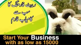 Fancy and Angora Rabbit Farming in Pakistan || Rabbit Farming ,A profitable business
