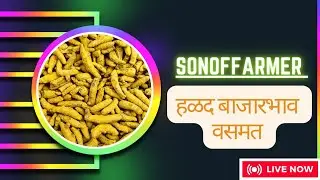 Sonoffarmer @chakrapani trading company  is live हळद बाजारभाव वसमत #हळद #turmeric #बाजारभाव #new 