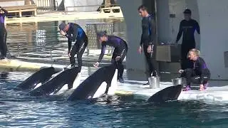 Orca Toy retrieval - Sept 12 2018 - Marineland of France