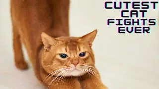 Cutest CAT Fights Ever | Cutie Pies | Fighting Cats #shorts