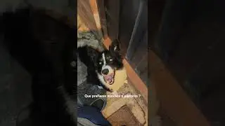 Mofeta #perros #pets #bordercollie  #dog