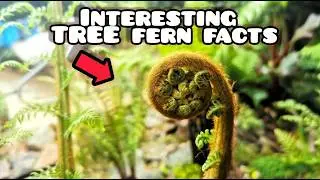 The Crazy History of TREE FERNS in The UK   🌴Growing Guide 🌴🤔 And My Collection So Far 🌴