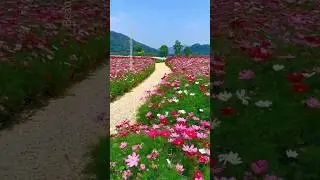 So pretty cosmos flower garden #cosmos #flowers