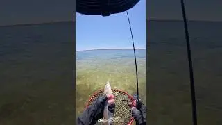 Mandurah - First whiting session #perthfishing #lurefishing  #ultralightfishing