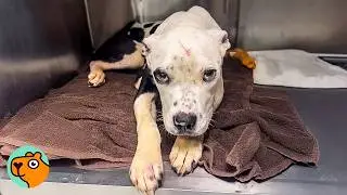 Dog Learns To Trust People After What Happened To Him | Cuddle Buddies