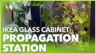 Transforming My IKEA Glass Cabinet into the Ultimate Plant Propagation Station 🌿