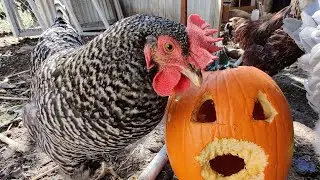 chickens pumpkin carving
