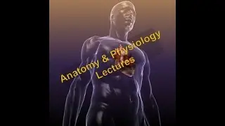 A&P Lecture 5 - Bone and Bone Tissues