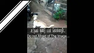 Rooster Attacked dog!