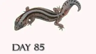 Fat Tail Gecko Growth Video (Time Lapse) White Out Super Zero Morph