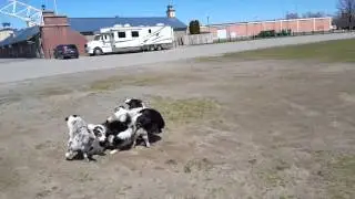 Border collies at play