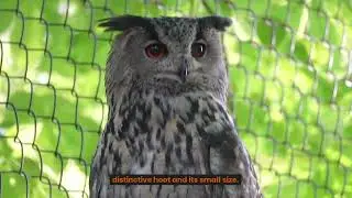 Top 10 Tiny Birds Catch Your Eyes