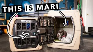 Gunner Dog Kennels | G1 Small & G1 Medium 🐶