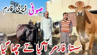 Suffi Dairy farm | jersey Friesian Cross Cows for sale in Pakistan | Bismillha best