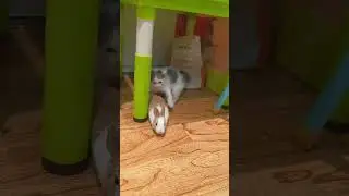 Cats love playing with rabbits #cat #kitten #rabbit #pets #funny #catvideo #catshorts #cutecat