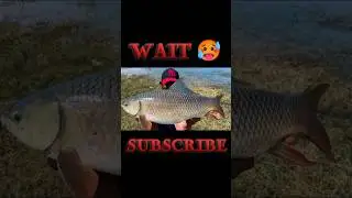 Big fish #fishing #fishingbait #fishinglures #carpfishing #fishingreels