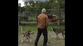Training Your Dog to Stop Barking | Camp Embark Training Series