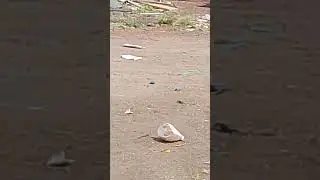 sutali bomb