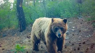 Grizzly or Black Bear?