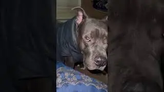 Pitbull muscle building training  #vs #shorts #trending#aivideo  #animal