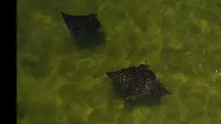 Spotted Eagle Rays, Manatees & Shark - Charlotte Harbor Wildlife Drone