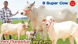 Tharparkar 👉 दूध रिकॉर्ड वाली 8 गाय ✨ श्री श्याम डेयरी फार्म 👌 दूध कांटे तोल कर पसंद कर लो Farm Talk